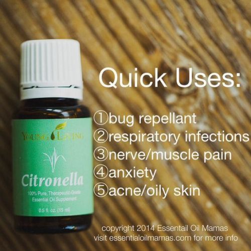 qu-citronella-2nrzma-564x564