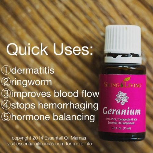 qu-geranium-cmfxsv-564x564