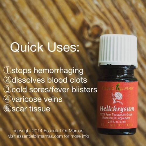 qu-helichrysum-8gquxp-564x564