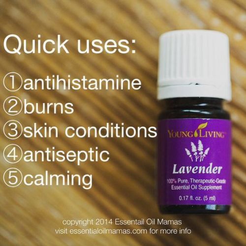 qu-lavender-bwcpep-564x564