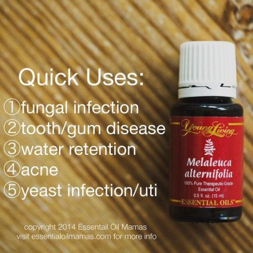 qu-ma-7ir3r1-564x564