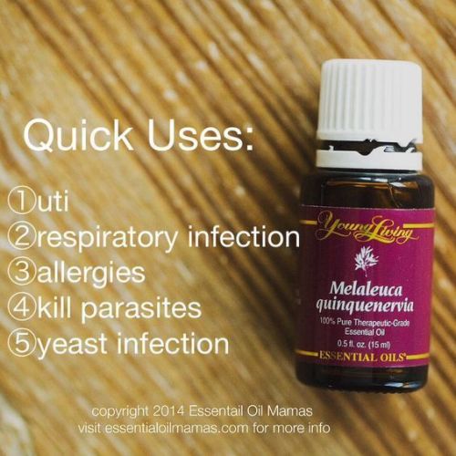 qu-mq-zlcjmt-564x564